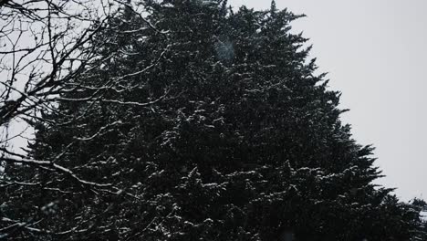 Snow-falling-in-front-of-large-tree,-wintery-scene,-slow-motion-upshot