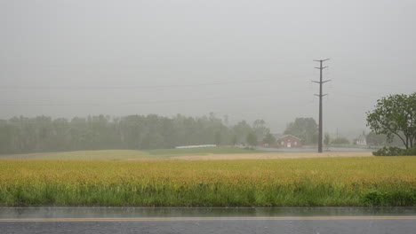 A-heavy-rain-downpour-over-the-wheat-fields-in-the-countryside-during-the-hurricane-season