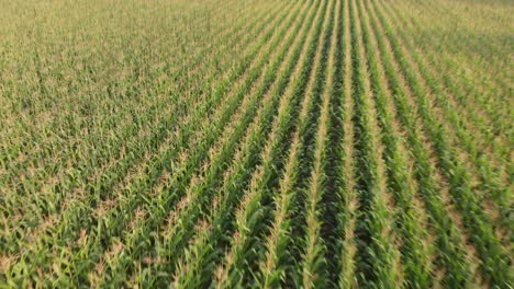 Maisfelder,-Die-An-Einem-Sonnigen-Tag-Mit-Einer-Drohne-Aufgenommen-Wurden