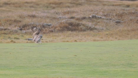 Juvenile-Common-Buzzard-gliding-in-on-unsuspecting-prey-in-open-grassland