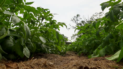 Im-Garten,-Schaute-Die-Reihen-Der-Kartoffelpflanzen-Hinunter-Und-Beobachtete,-Wie-Sie-Sich-Im-Wind-Bewegten
