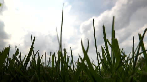A-low-angle-view-in-the-grass-looking-up-at-the-sky-and-clouds