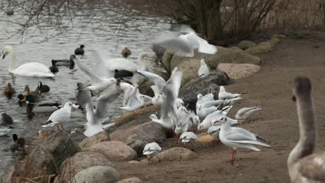 Flock-of-gulls-eating-greedily-food-scattered-on-lake-shore