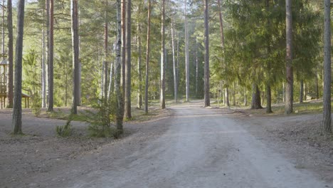 Naturspaziergang-Durch-Waldwege-Inmitten-Hoher-Grüner-Nadelbäume-Tagsüber