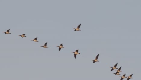 Flock-of-Migratory-Canadian-Geese--flying-overhead.
