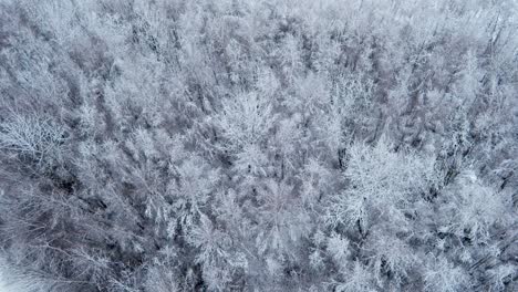 Aerial-view-of-a-deciduous-forest-covered-with-snow-during-winter