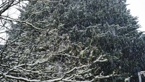 Heavy-snowfall-in-front-of-large-tree,-wintery-scene,-upshot
