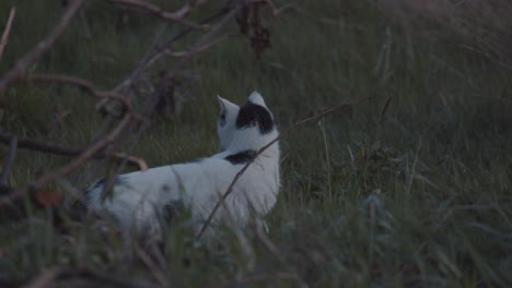 Gato-Blanco-Y-Negro-Mirando-Alrededor-En-Un-Jardín-Y-Saliendo,-Tiro-Medio-Estático
