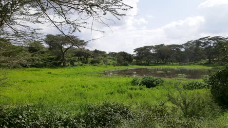 Beautiful-vivid-green-landscape-of-Kenya-in-panning-right-shot