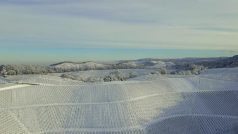 Vista-Panorámica-De-Un-Viñedo-En-Offenburg,-Fondo-De-Alemania-Con-Cielo-Brillante,-árboles-Y-Montañas---Toma-Aérea