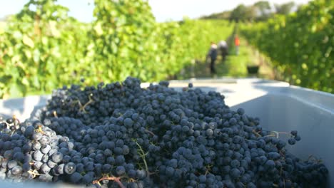 Blue-grapes-on-tractor-in-vineyard
