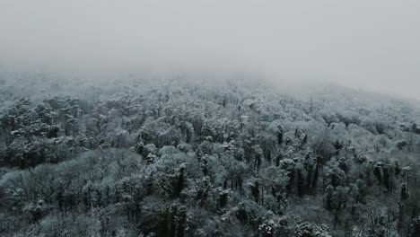 Aerial-view-of-misty-snow-covered-forest,-tilt-up