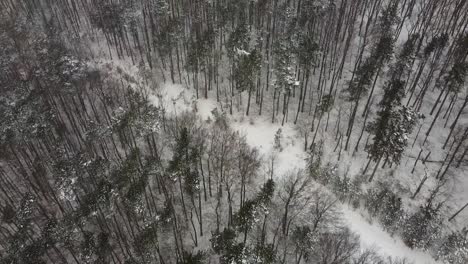 Drohne-Fliegt-über-Einige-Bäume-Im-Wald