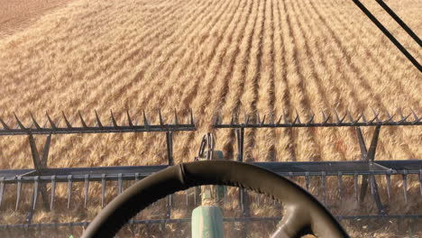 Point-of-view-from-cockpit-of-combine-harvester-collecting-grains-on-farmland