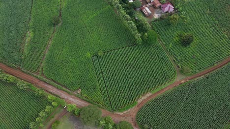 Drone-shot-of-perfect-rows-of-green-crops-on-a-farm-in-Kenya