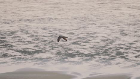 Common-See-Gull-flying-in-slow-motion,-silhouetted-against-shallow-coastal-water
