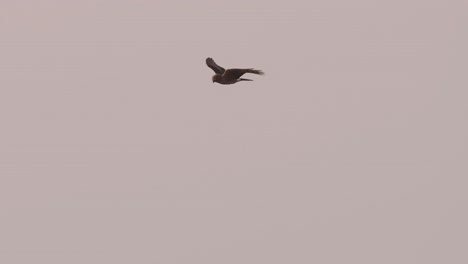 -Hen-Harrier-Flying-Across-Sky-In-Ameland