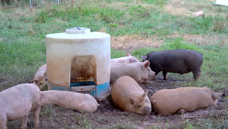Eine-Kleine-Schweineherde,-Die-Vom-Futterautomaten-Auf-Der-Weide-Frisst