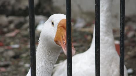 close-up-of-the-head-of-a-female-goose-in-her-cage