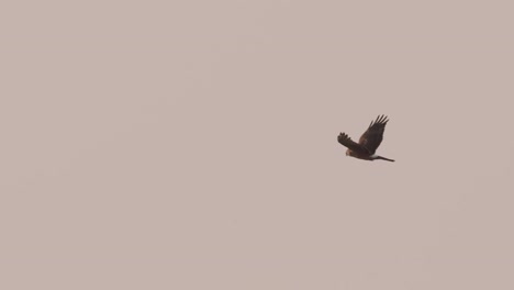 Majestic-Harrier-bird-flying-at-cloudy-sunset-sky,-tracking-shot,-Netherlands-wildlife