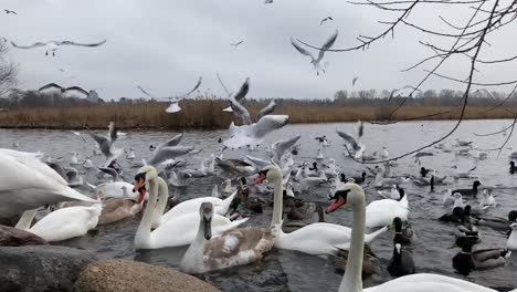 Flock-of-birds-fly-and-fight-for-food-thrown-by-people-at-lake