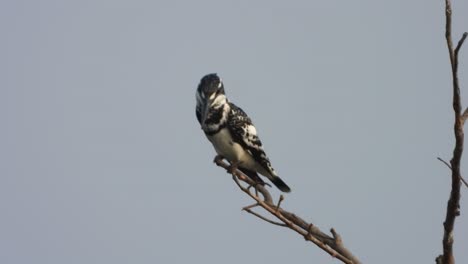 Pied-Kingfisher-in-fond-area-.