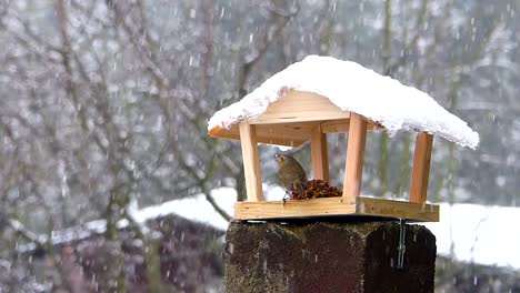 European-robin-feeding-on-wooden-bird-feeder-accompanied-by-coal-tit