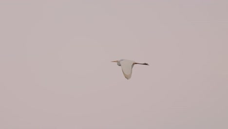Tracking-shot-following-Common-Egret-in-flight-against-pastel-pink-sky