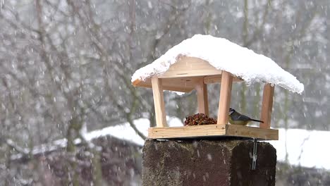 Blaumeise-Und-Dann-Kohlmeise,-Die-Im-Verschneiten-Winter-Samen-Aus-Einem-Vogelhäuschen-Nehmen