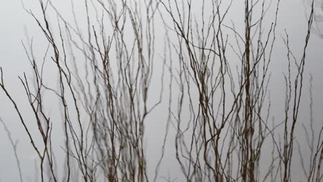 Spiegelung-Kahler,-Winterlicher-Zweige-In-Der-Wasseroberfläche