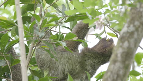 Adorable-Three-toed-Sloth-munching-on-green-succulent-leaves,-static-shot