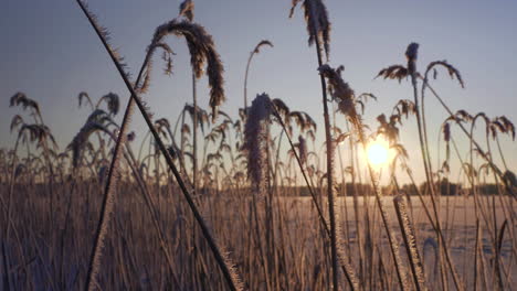 Wide-angle-shot-of-reed-plants-frozen-during-winter-season-in-light-wind