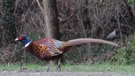 Pheasant-picking-food,-close-up-view
