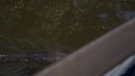 Asian-Water-Monitor-Lizard-Swimming-On-Stream-In-Sungei-Buloh-Wetland-Reserve,-Singapore