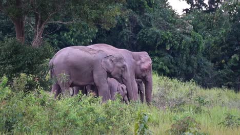 Indian-Elephant,-Elephas-maximus-indicus,-Khao-Yai-National-Park,-Thailand