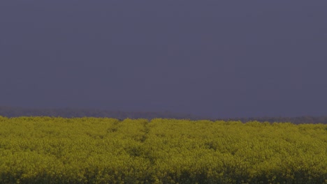 Field-of-yellow-flowers-at-dusk,-wide-landscape-shot