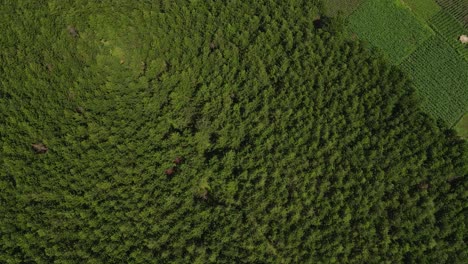 Blick-Auf-Zottelige-Baumwipfel-Und-Felder-Im-Dschungel-In-Der-Nähe-Des-Kilimandscharo-In-Tansania,-Kenia