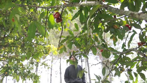 Retrato-De-Un-Hombre-Asiático-Disfrutando-De-Una-Manzana-De-Agua-O-Syzygium-Samarangense-Del-árbol