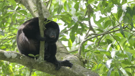 Single-golden-mantled-Howler-Monkey-sleeping-while-firmly-grasping-nearby-branch,-lock-down-shot