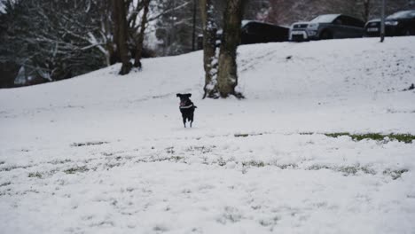 Black-labrador-runs-through-snow-and-catches-snowball-in-mouth,-slow-motion