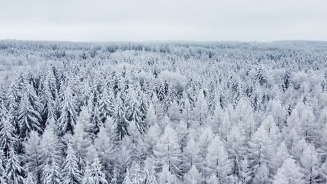 Aerial-View-Of-Pine-Tree-Forest-Covered-With-Snow-In-The-Bois-du-Jorat,-Near-Froideville,-Vaud,-Switzerland