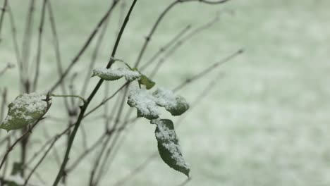 Snow-falling-and-collecting-on-rose-bush-leaf