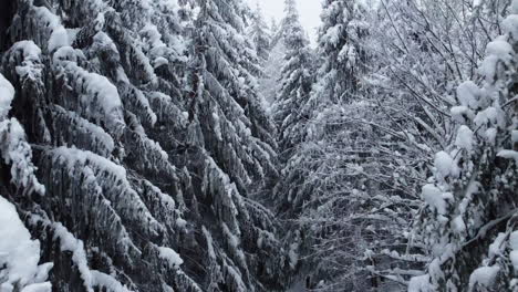 Bird's-Eye-View-Of-Snowy-Pine-Trees-In-The-Jorat-Woods-During-Winter-Near-Froideville-In-Vaud,-Switzerland