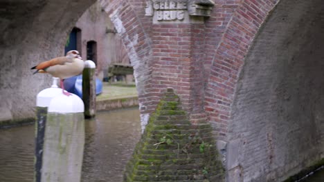 Cruising-along-Utrecht's-historic-canals-in-the-Netherlands,-showing-an-Egyption-Goose-perched-on-a-stone-pillar,-then-moving-under-a-brick-bridge-with-peeling-white-paint