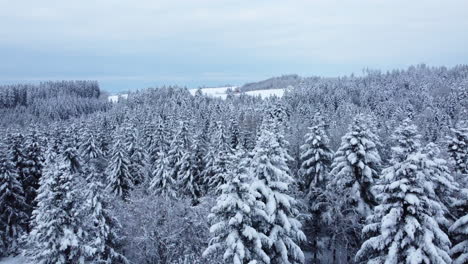 Flying-Over-Snowy-Coniferous-Forest-Under-Overcast-Sky-Near-Froideville-Town-In-Canton-Of-Vaud,-Switzerland