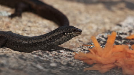 Egernia-Napoleonis,-lizzard-snake-eating-termites