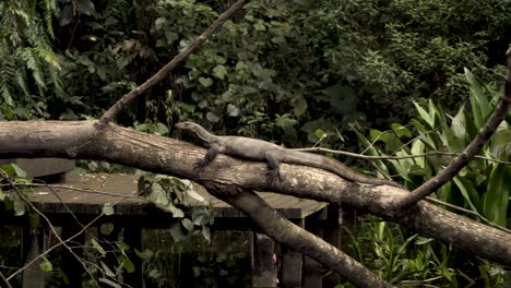 Lagarto-Monitor-De-Agua-Descansando-Sobre-El-Tronco-De-Un-árbol-Caído-Sobre-El-Río-En-La-Reserva-De-Humedales-Sungei-Buloh,-Singapur