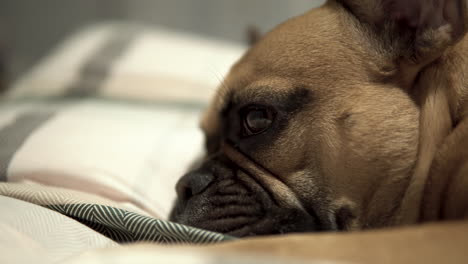 Side-View-Of-Sad-and-sleepy-French-Bulldog-lying-on-the-bed,-face-closeup-static