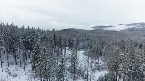 Aerial-view-of-a-frozen-forest-with-snow-covered-trees-at-winter,-winter-hiking-and-outdoor-scenery