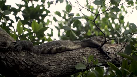 Asian-Water-Monitor-On-Branch-Of-Tree-With-Green-Foliage-In-Sungei-Buloh-Wetland-Reserve,-Singapore